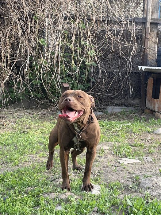 Продаеться питбуль сука рр 1 год 1мес