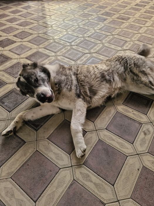 Собака алабай сучка