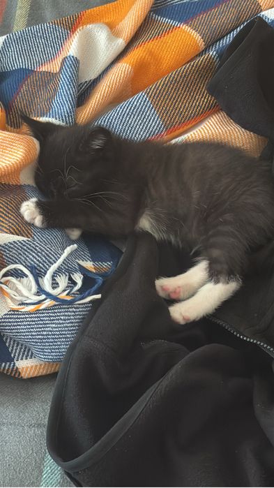 Отдаю ласкового котенка