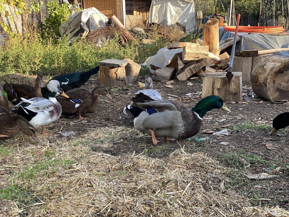 Rațe si rațoi rouen salbatic