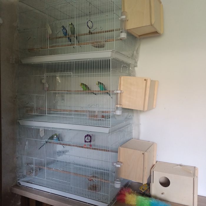 Vând cușcă de papagali cu cuibar! cu cuibar!