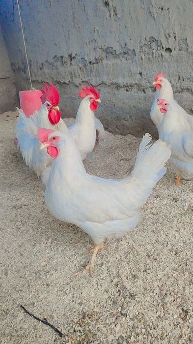 Легорун бели стандарт тухумлари ва жужаларига заказ оламиз