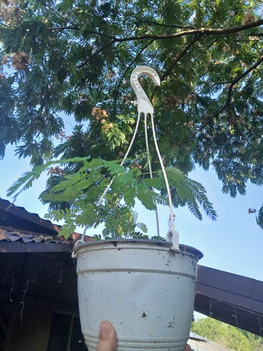 Arbori de mătase