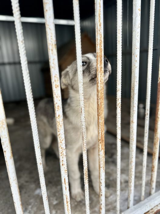 Отдам щенка, девочку