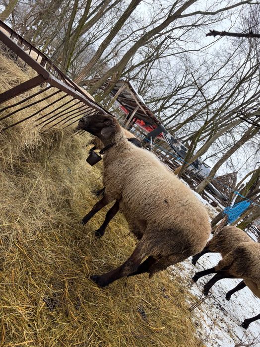 Berbec metis carabas cu suffolk