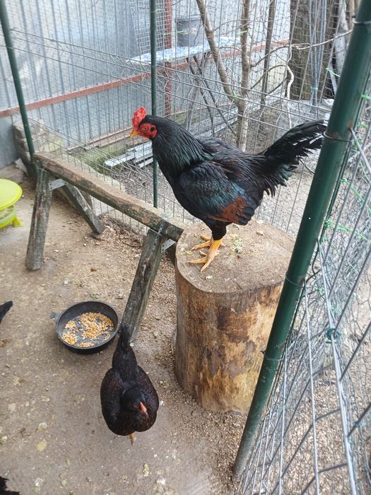 Combatant indian de vînzare