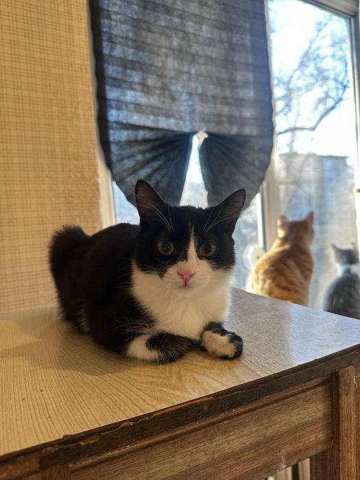 Котенок мальчик ищет дом