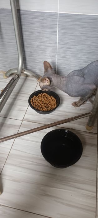 Срочно продаю сфинкса