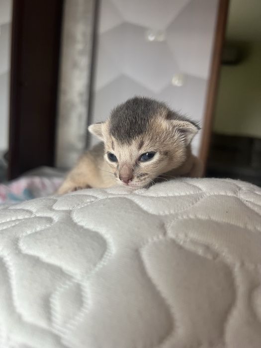 Абисински котенца
