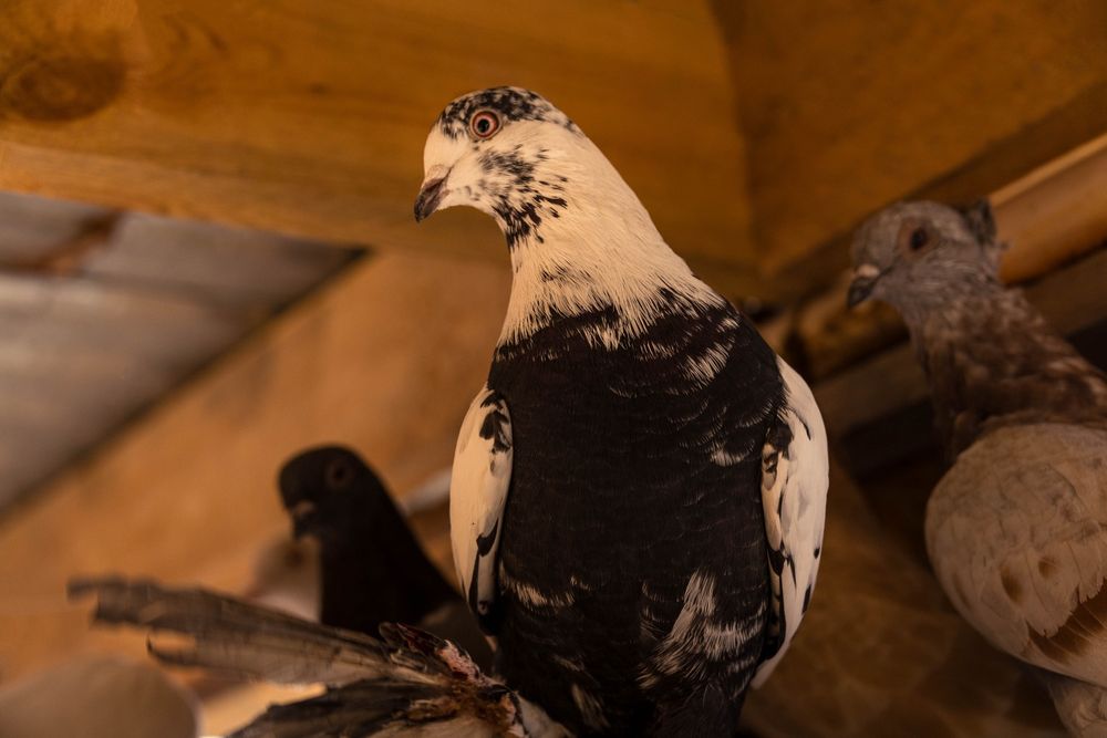 Голуби молодежь игровые гребуны