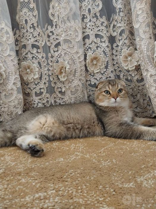 Скотиш фолд кот 1 год