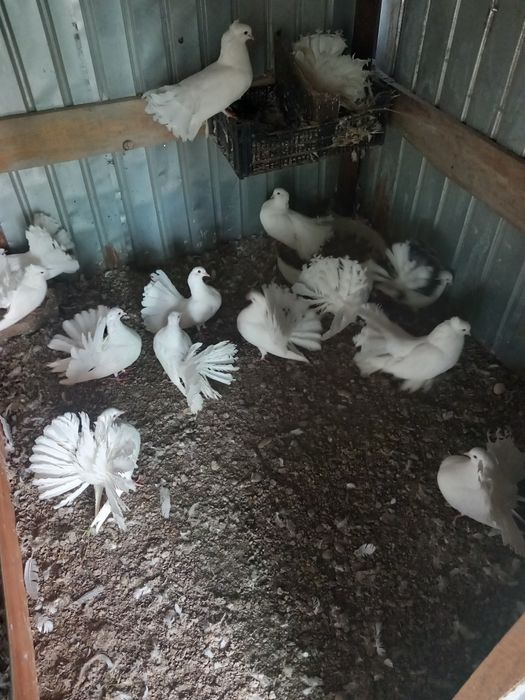 Porumbei de vânzare