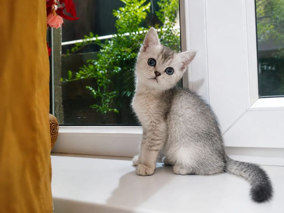 Шотландские котята мальчики и девочка