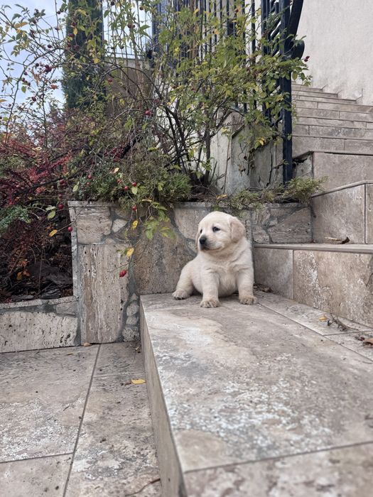Puiut labrador mascul cu pedigrre
