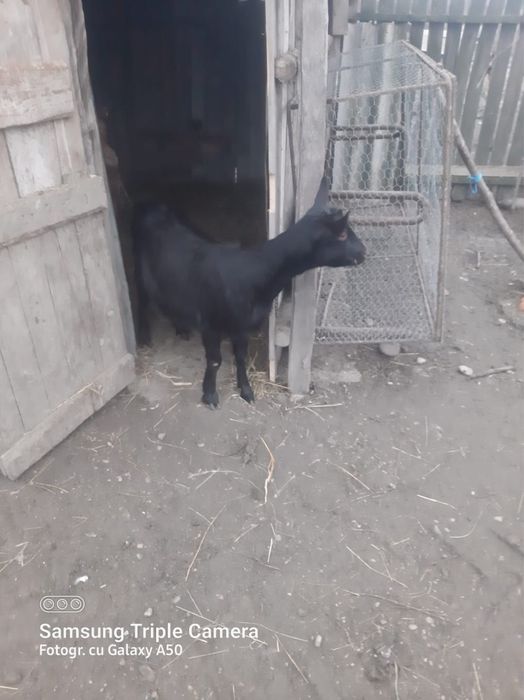 Vand capra cu ied in burta