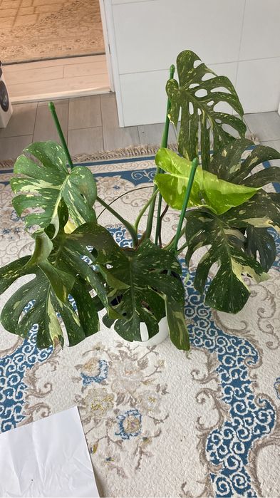 монстера тайское созвездия