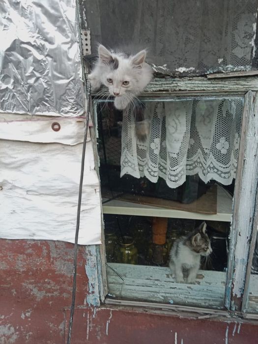Отдадим котят в добрые руки