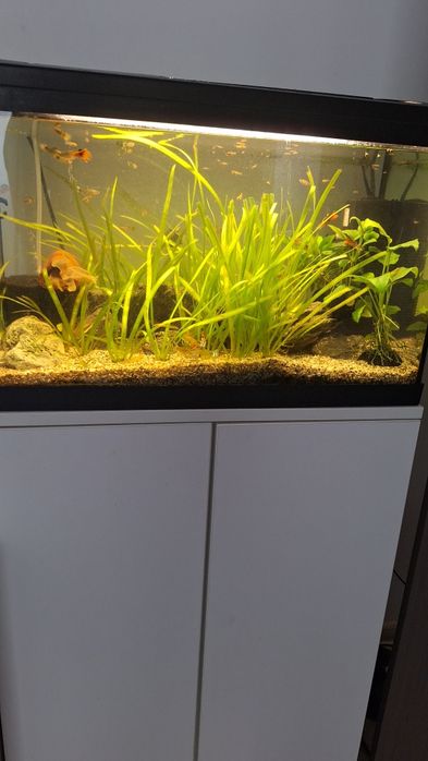 Acvariu cu stand , 60 litrii , cu pești guppy