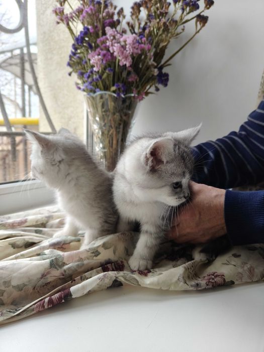 Котята мейкун с британцем