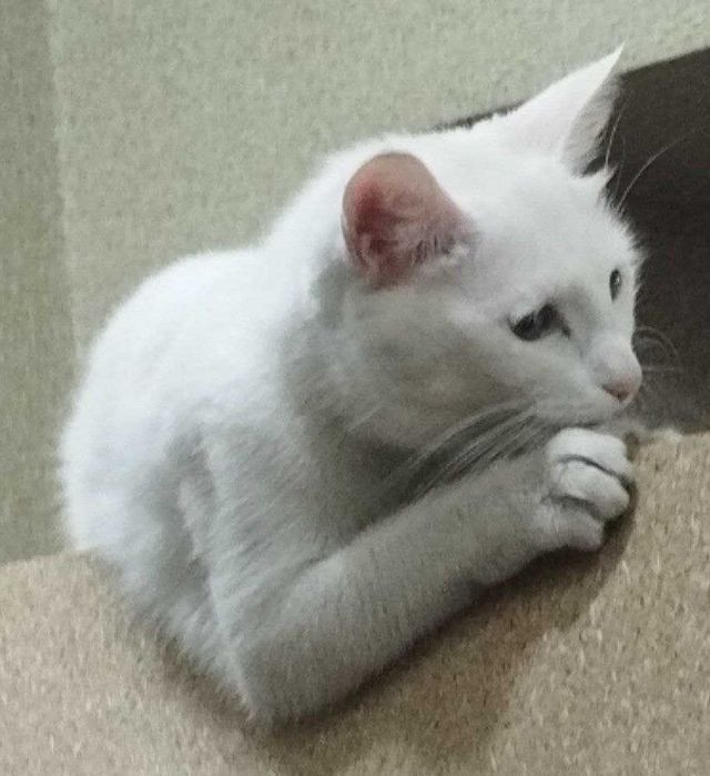 белая кошка oq мушук mushuk