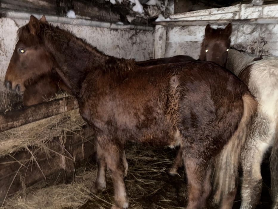 Жабагылар,Жеребята