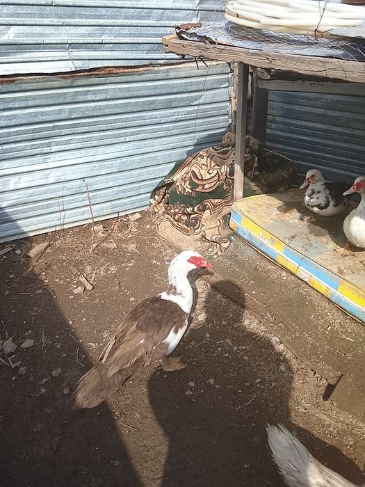 Продам индаутка и. Ауыстрам