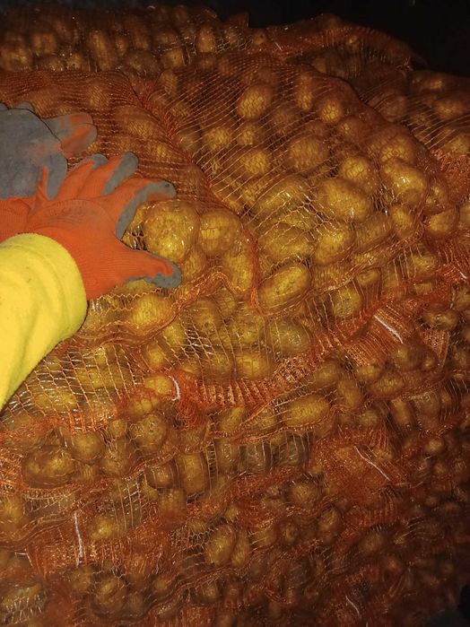 Vand cartof semiconsum