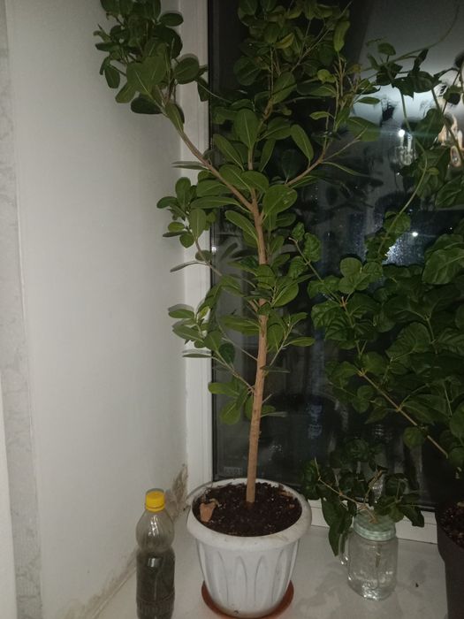 Продам цветы растения