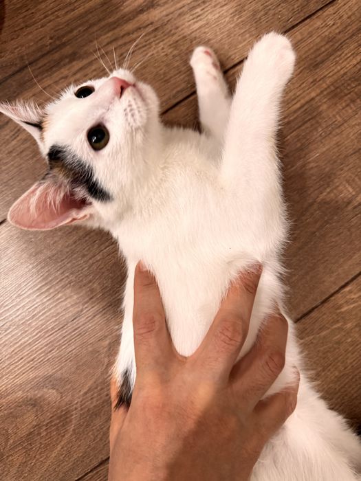 Отдам котенка 3 мес, девочка очень ласковая