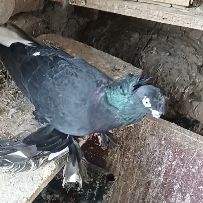 Голуби черные по парам