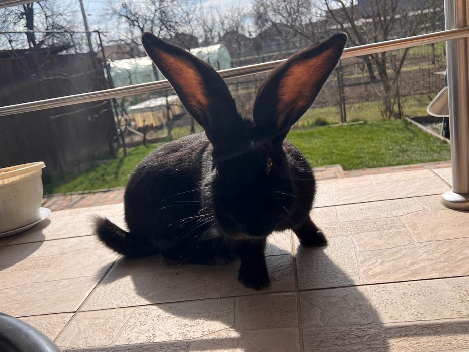 Mascul Fluture German Janet Negru