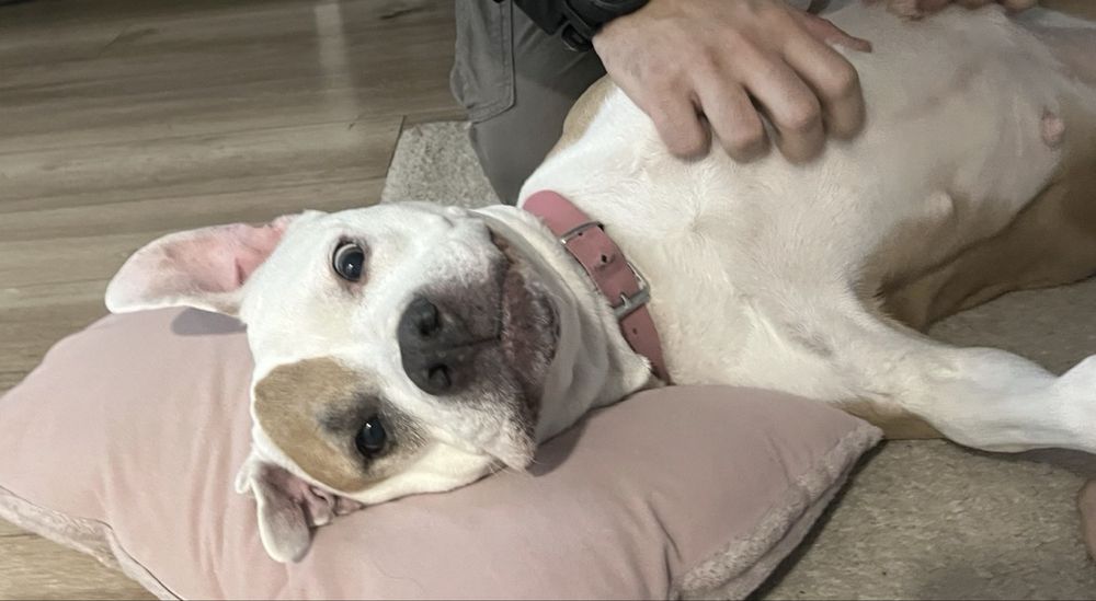 Cautam stapani amstaff