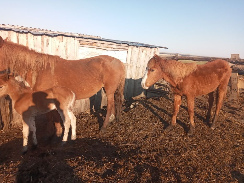 Продам кобылу с жеребёнком и 1,7 тай