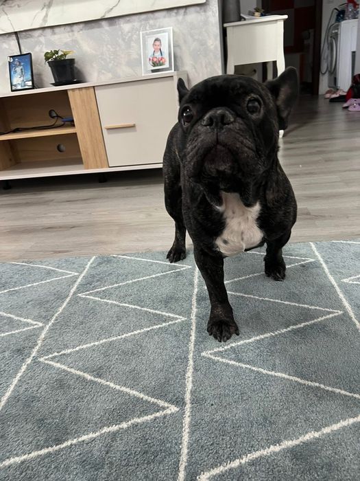 Donez bulldog francez cu vârsta de 8 ani!