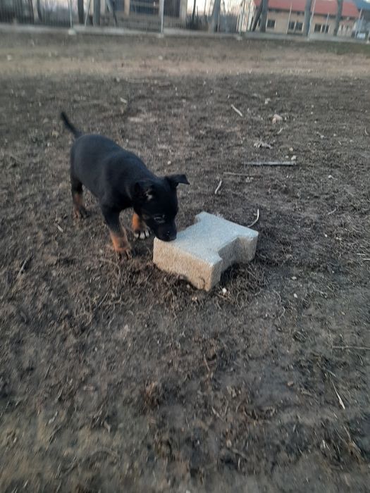 Mascul ciobanesc belgian malinois