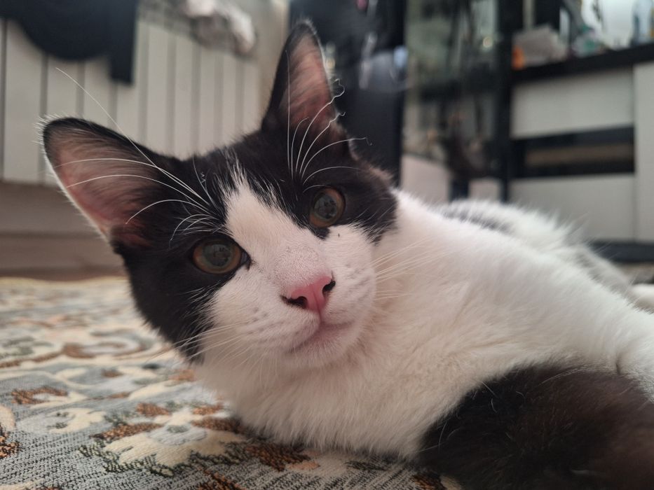 Отдам в добрые руки кота
