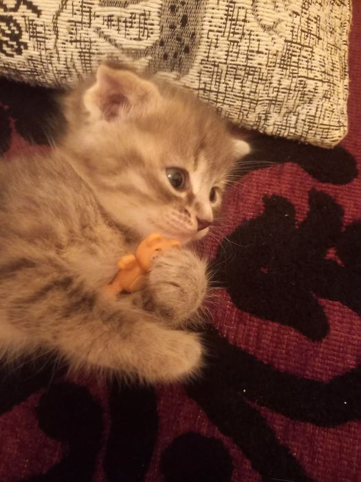 Вислоухий котёнок 1 месяц