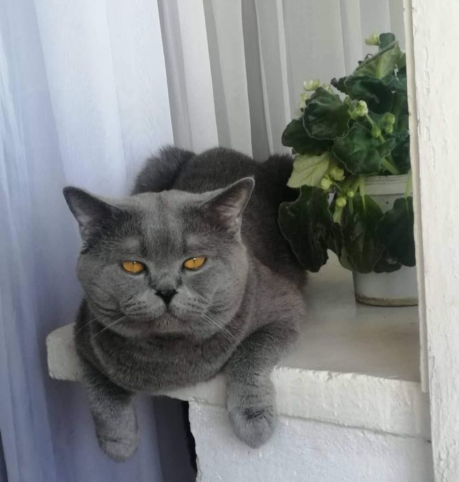 Британочки с документами