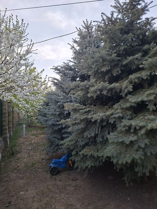 Продам елки голубые и зелёные.