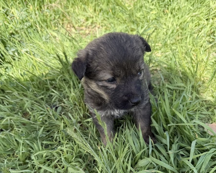 В добрые руки щеночков