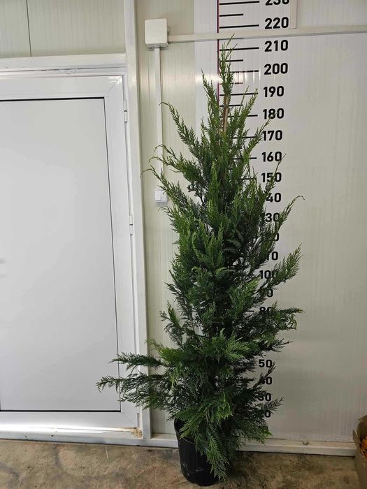 Разсадник за лейландски кипарис