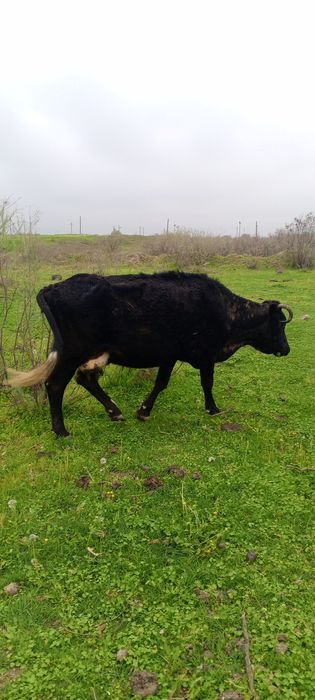 Продаю корова, бык, теленку