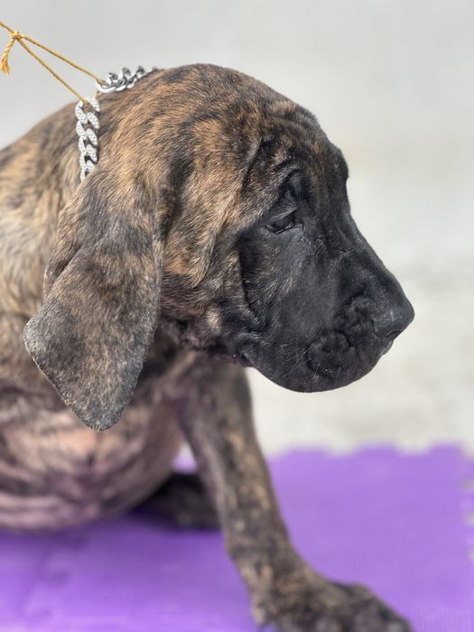 Catei presa canario