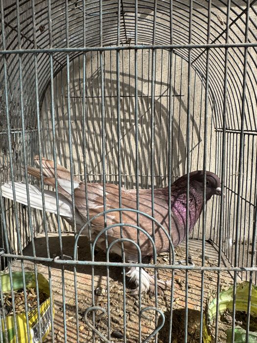 продам голубя турецкая такла