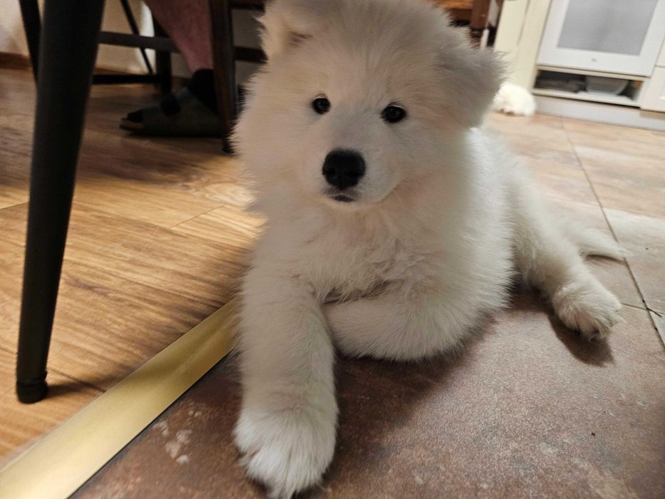 Продавам кученца Сибирски Самоед