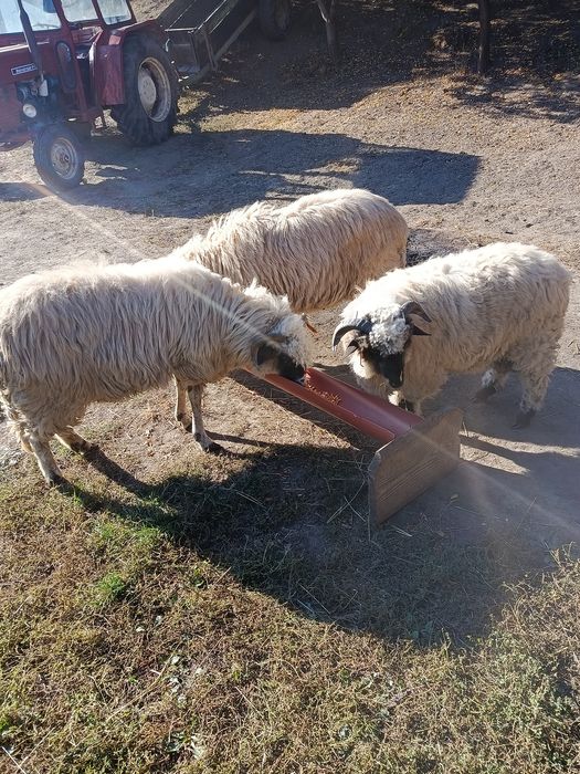 Vând două oi și un berbec