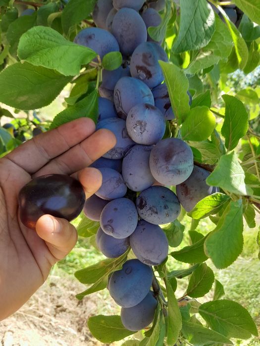 Prune pentru tuica