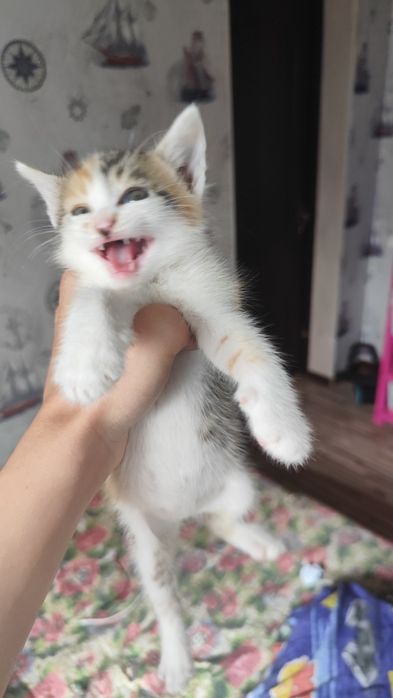Котёнок, девочка