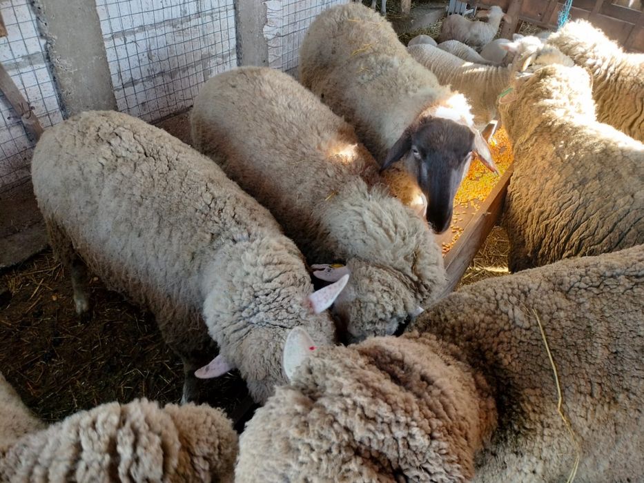 Vand Oi Merinos cu miei