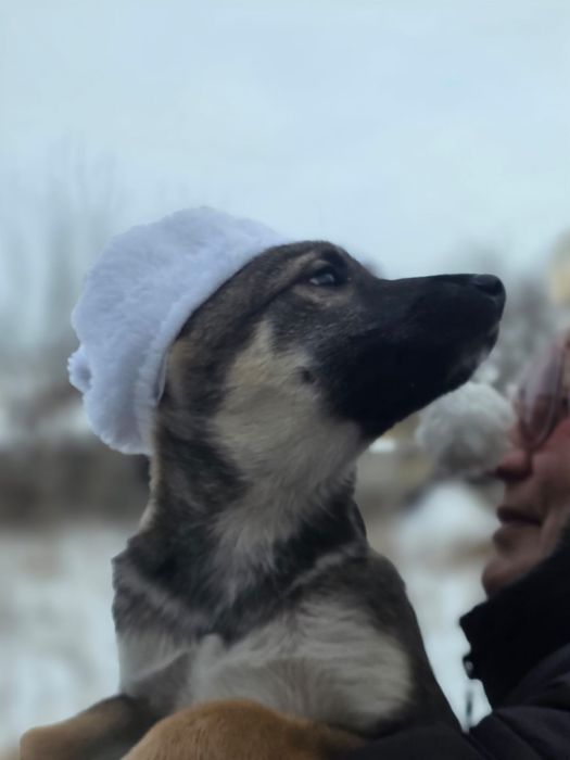 Щенки девочки 2.5месяца